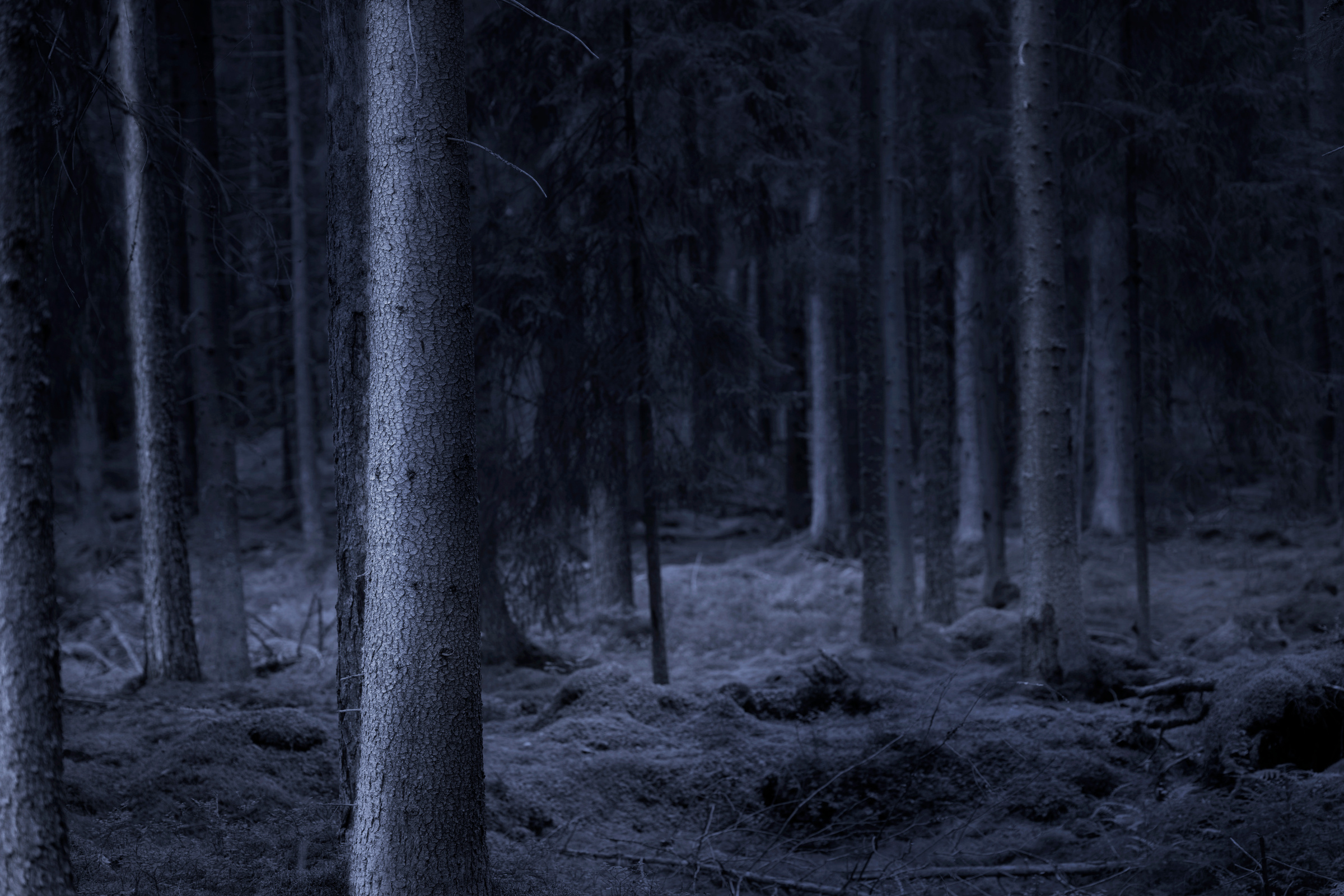Dark spooky forest